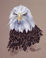 /images/bald_eagle_197x250.jpg